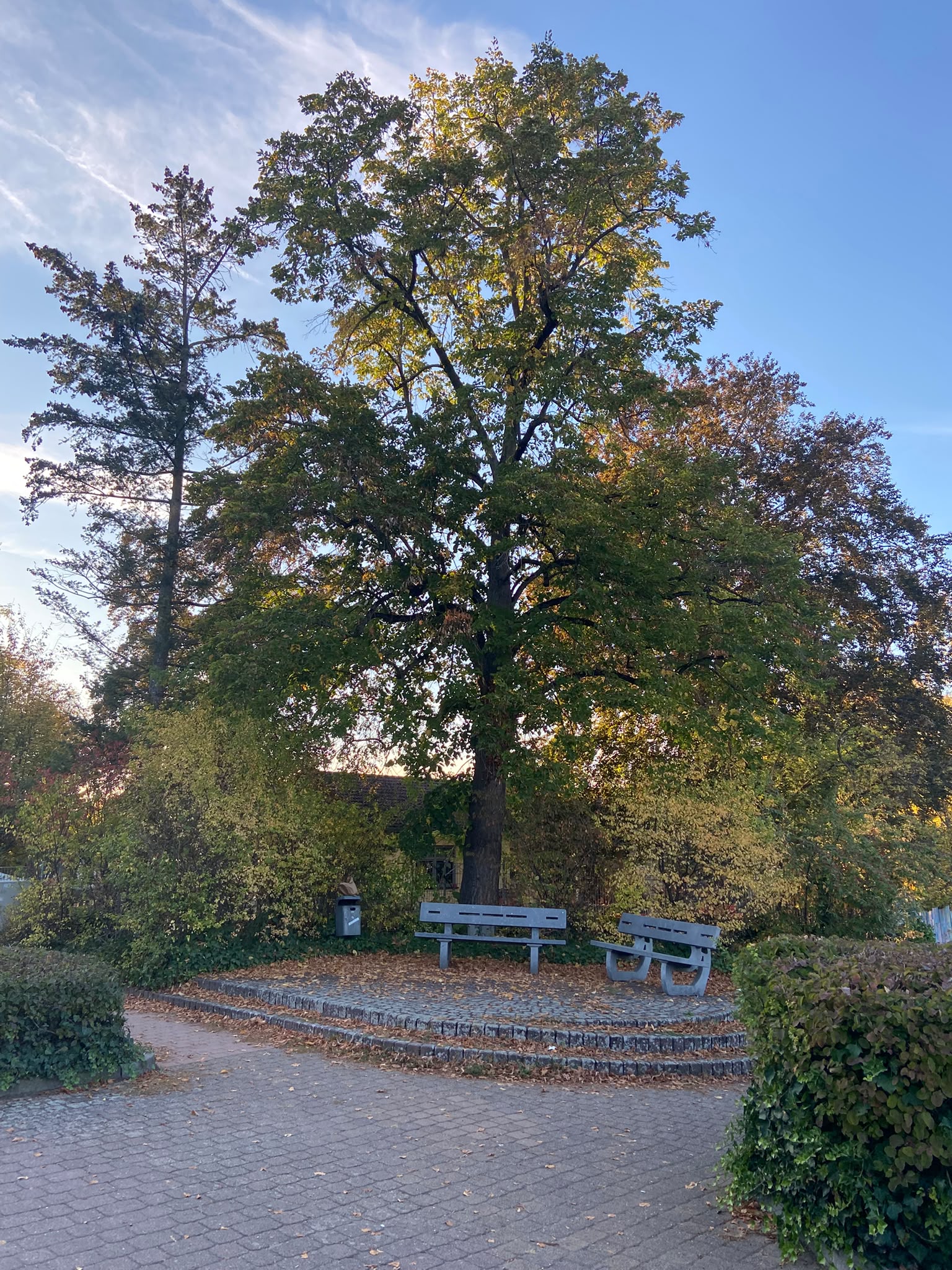 Die Sängerlinde Anfang Oktober